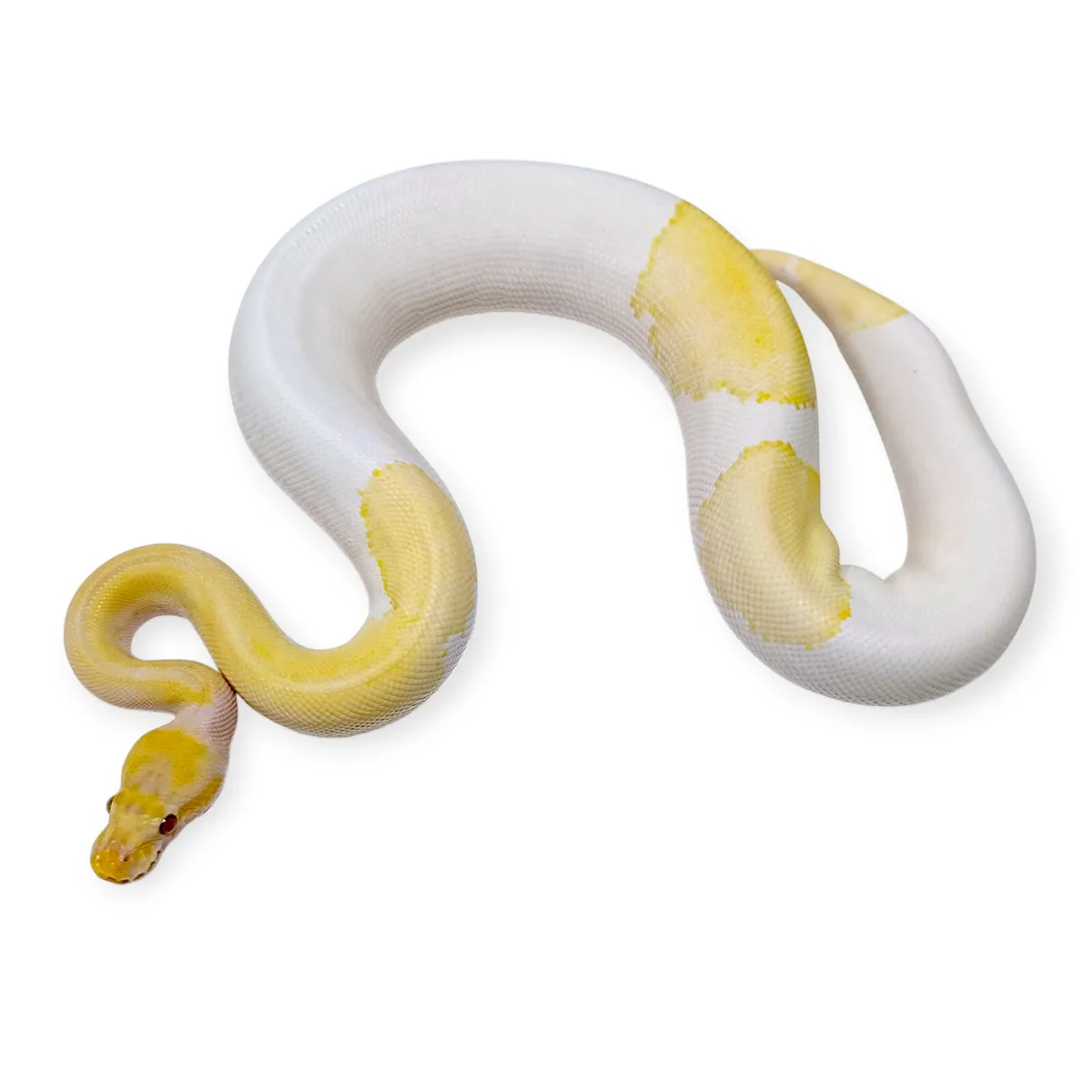 Royal Pythons / Ball Pythons - Image 4