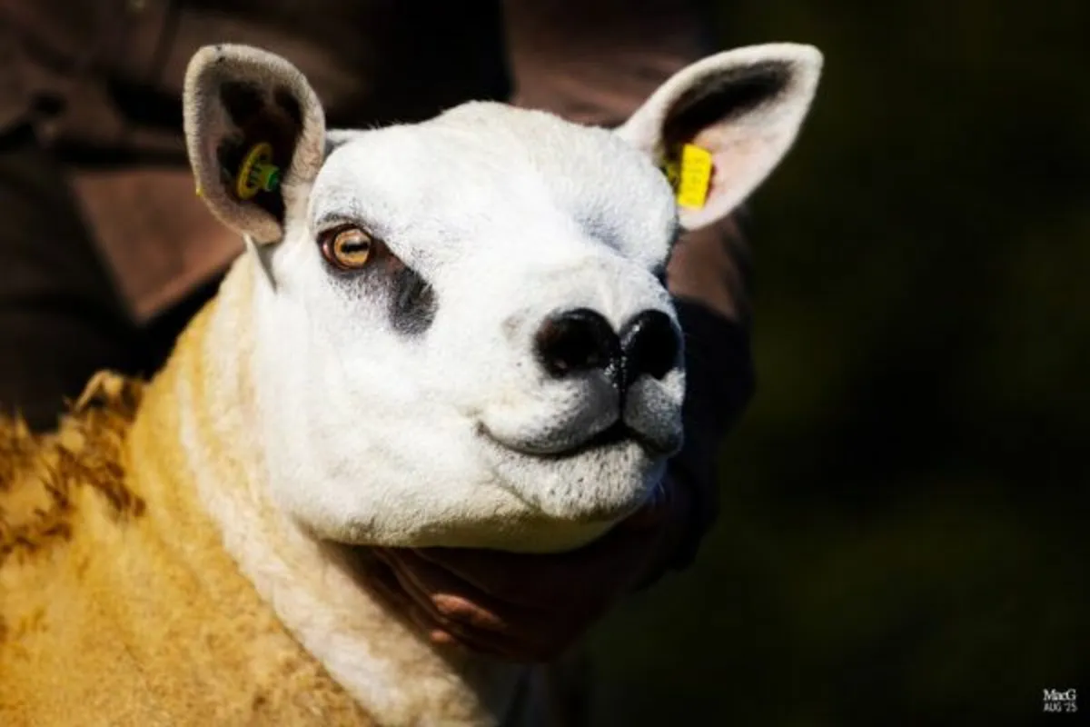 Texel Second Premier Sale
