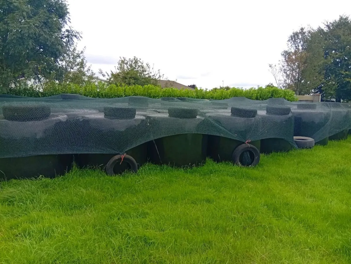 This year silage