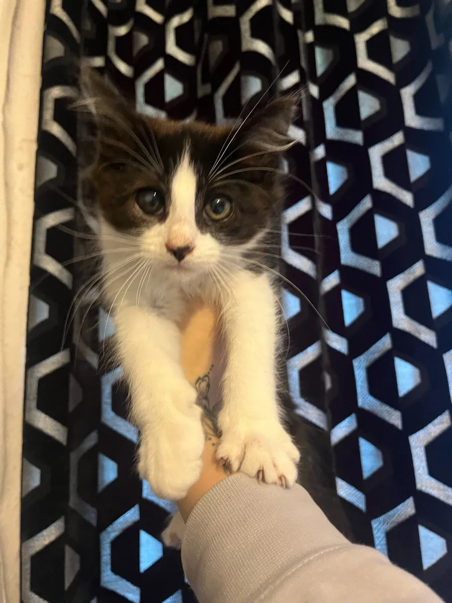 Kittens - Image 2