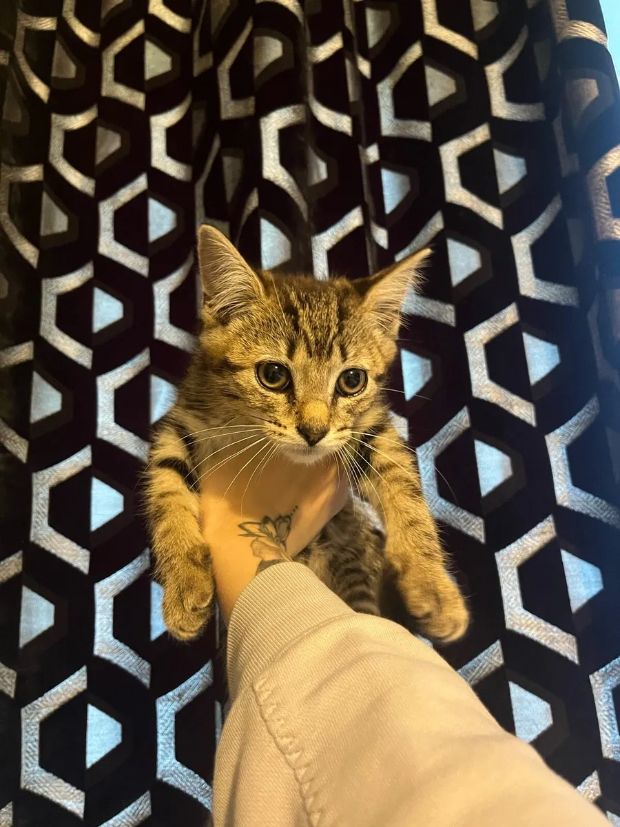 Kittens - Image 3