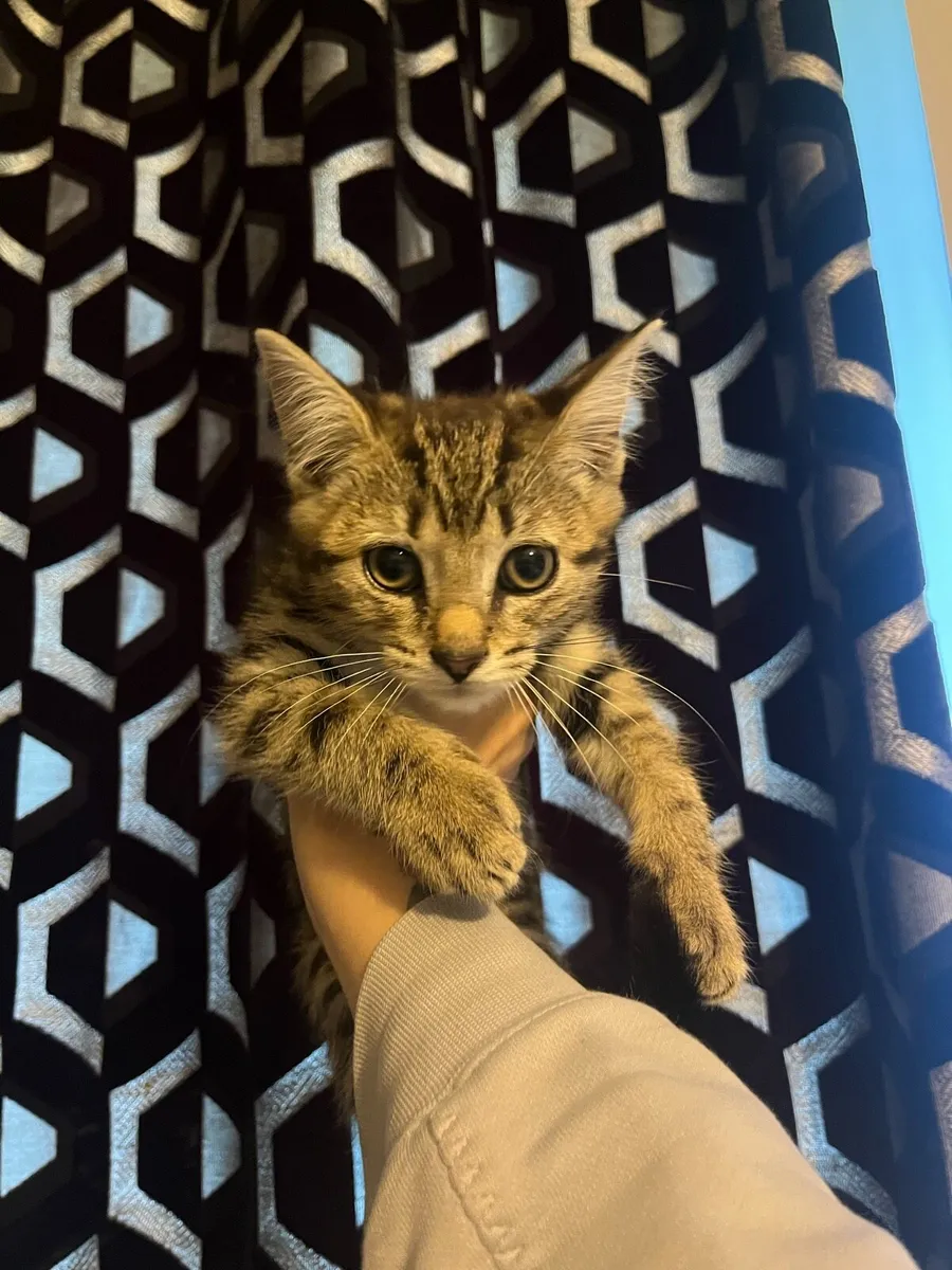 Kittens - Image 4