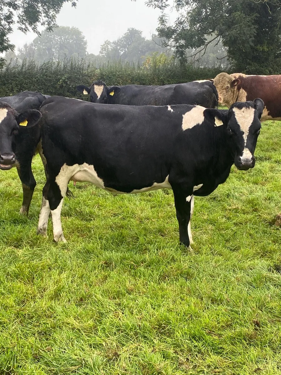 Incalf heifer high EBI - Image 1