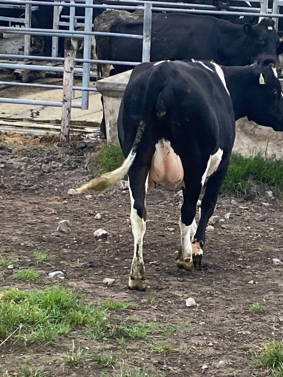 Incalf heifer high EBI - Image 2