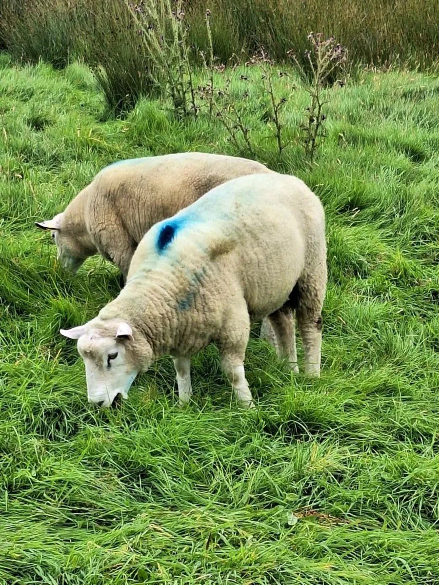 Purebred Galway hoggot rams - Image 1