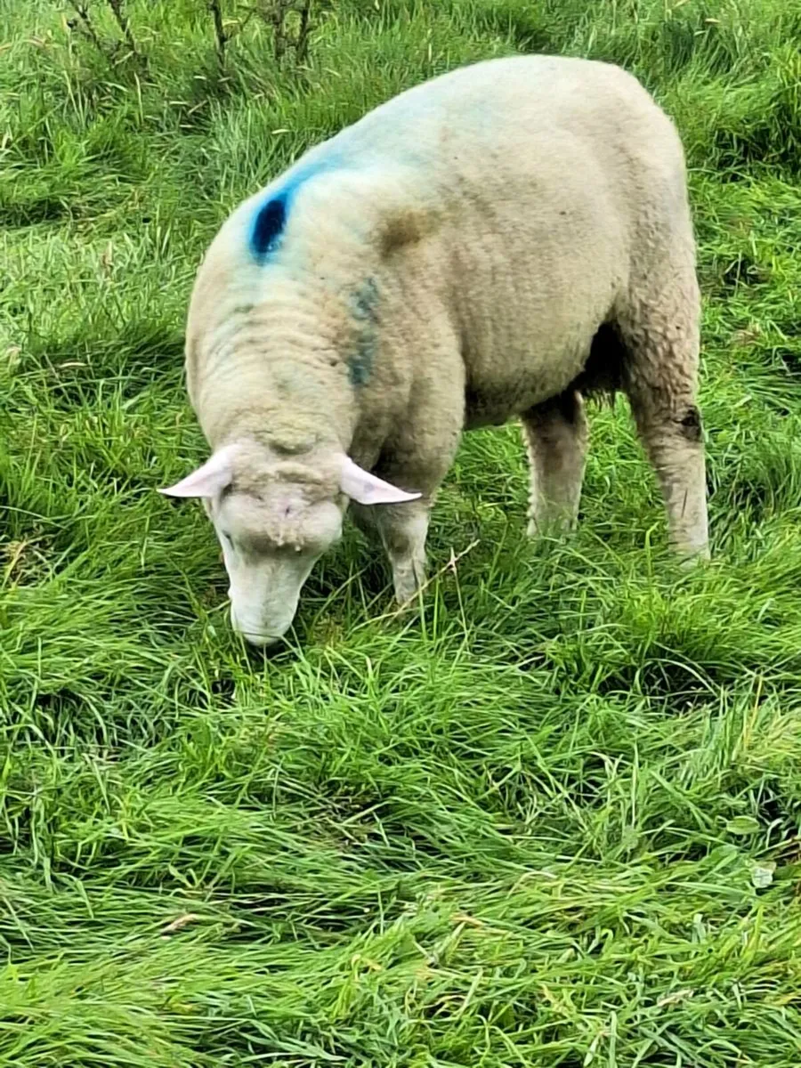 Purebred Galway hoggot rams - Image 2