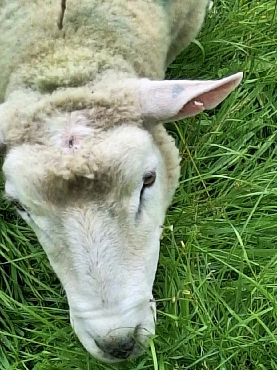 Purebred Galway hoggot rams - Image 3