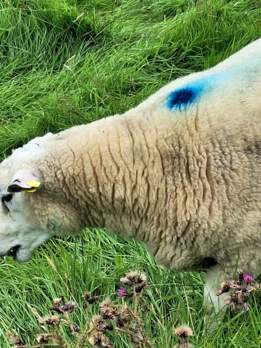 Purebred Galway hoggot rams - Image 4