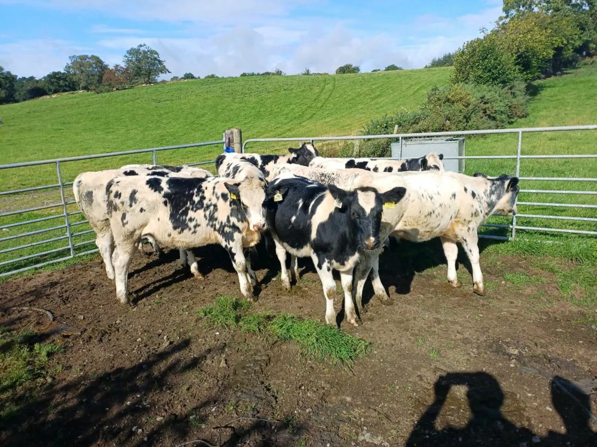 Blue Heiffer Calves - Image 1