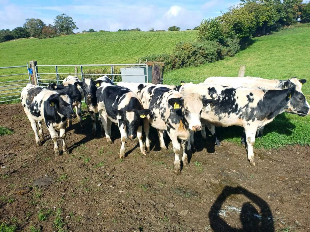 Blue Heiffer Calves - Image 2