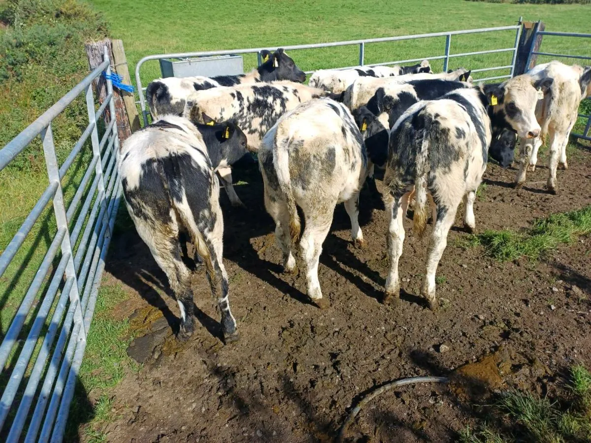 Blue Heiffer Calves - Image 3