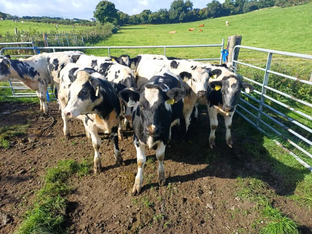Blue Heiffer Calves - Image 4
