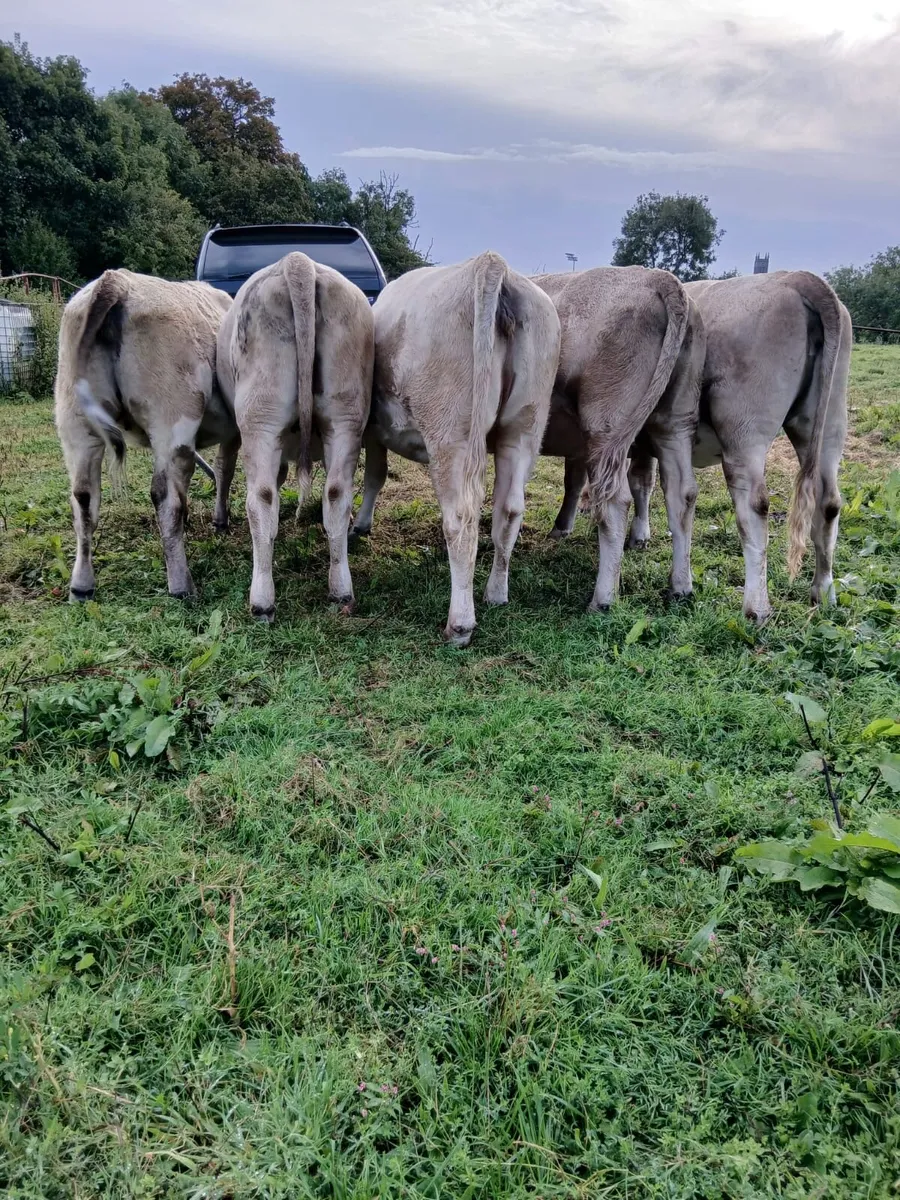 Charolais x heifers - Image 1