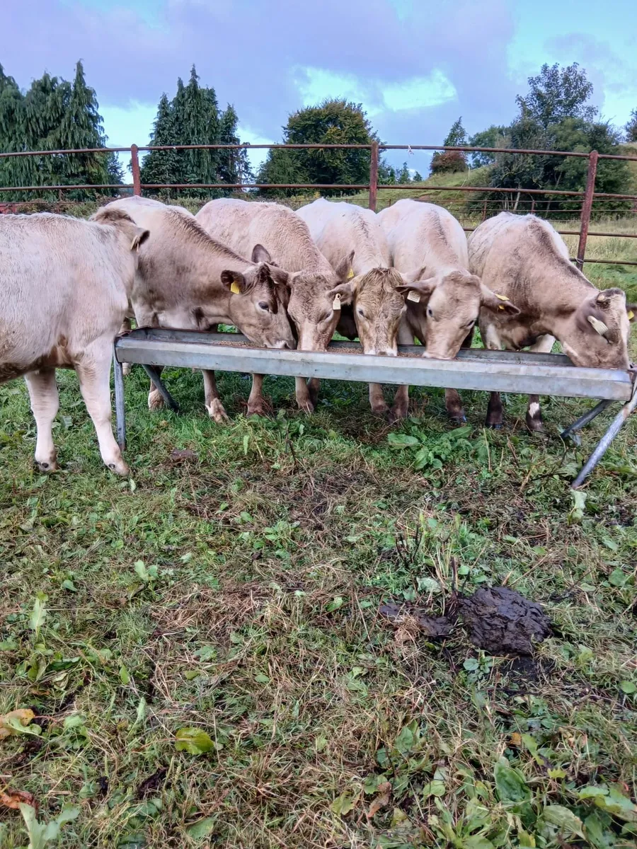 Charolais x heifers - Image 2