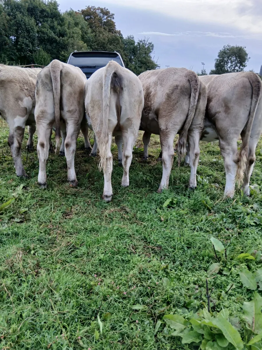 Charolais x heifers - Image 3