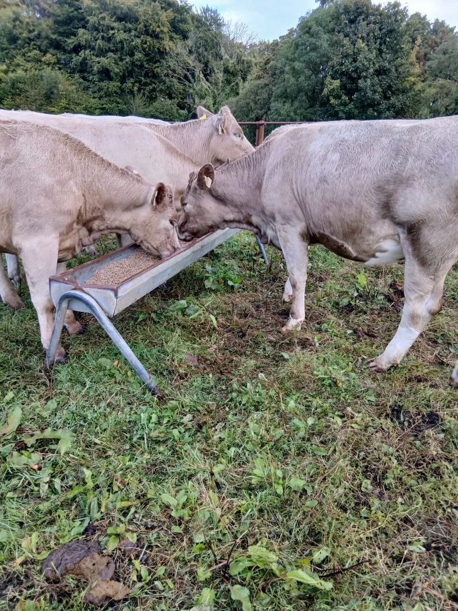 Charolais x heifers - Image 4
