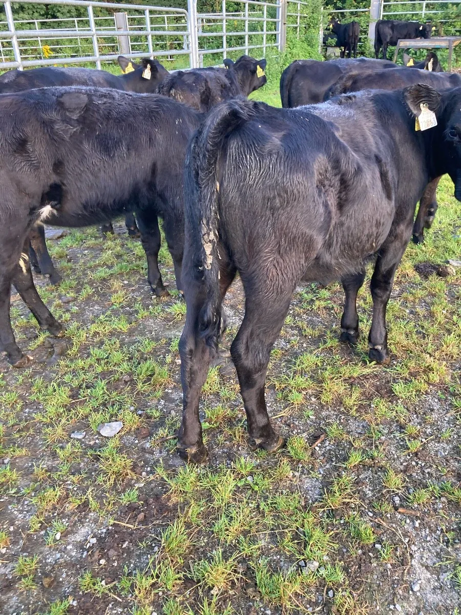 SUPER QUALITY AA HEIFER WEANLINGS - Image 2