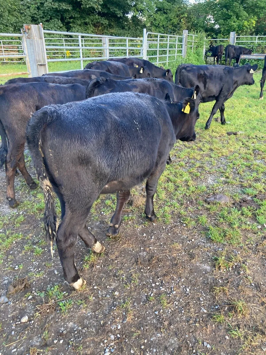 SUPER QUALITY AA HEIFER WEANLINGS - Image 3
