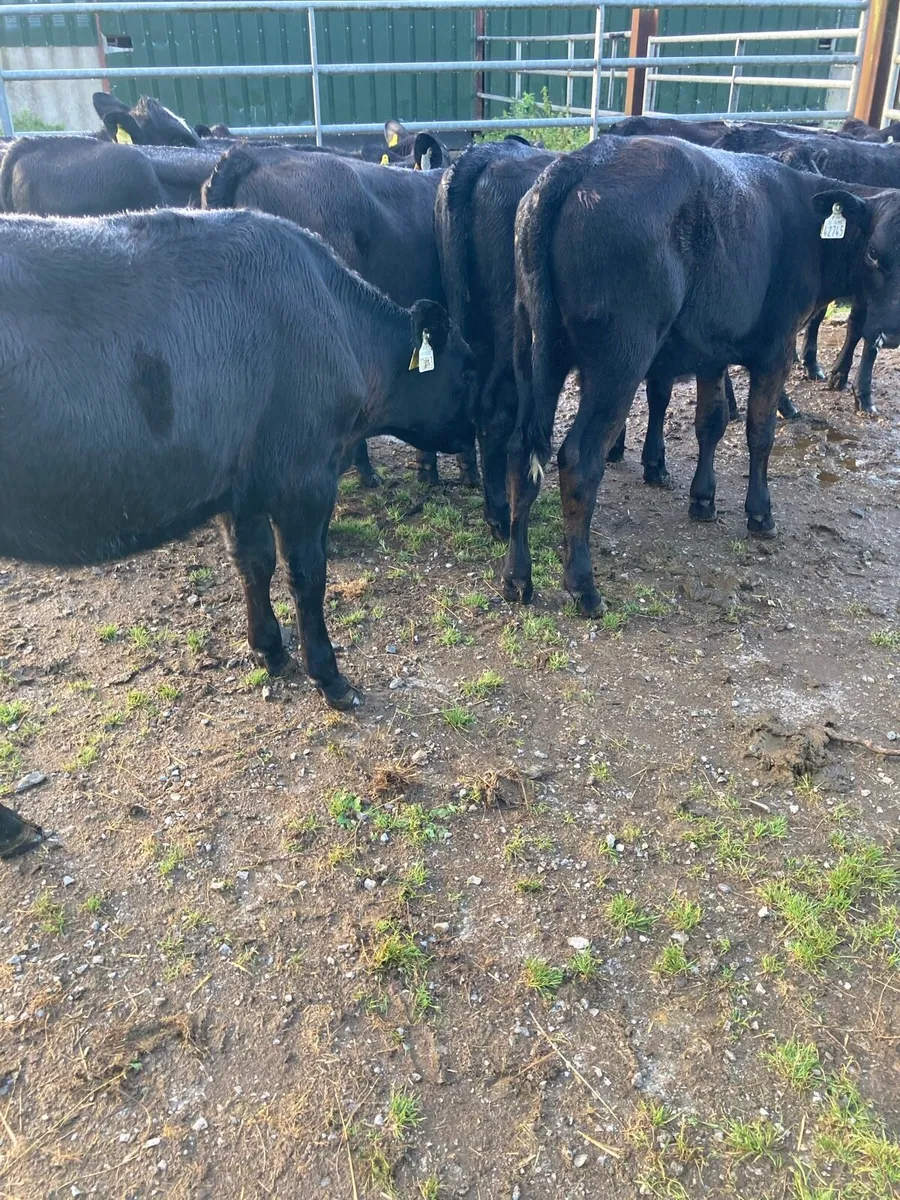 SUPER QUALITY AA HEIFER WEANLINGS - Image 4