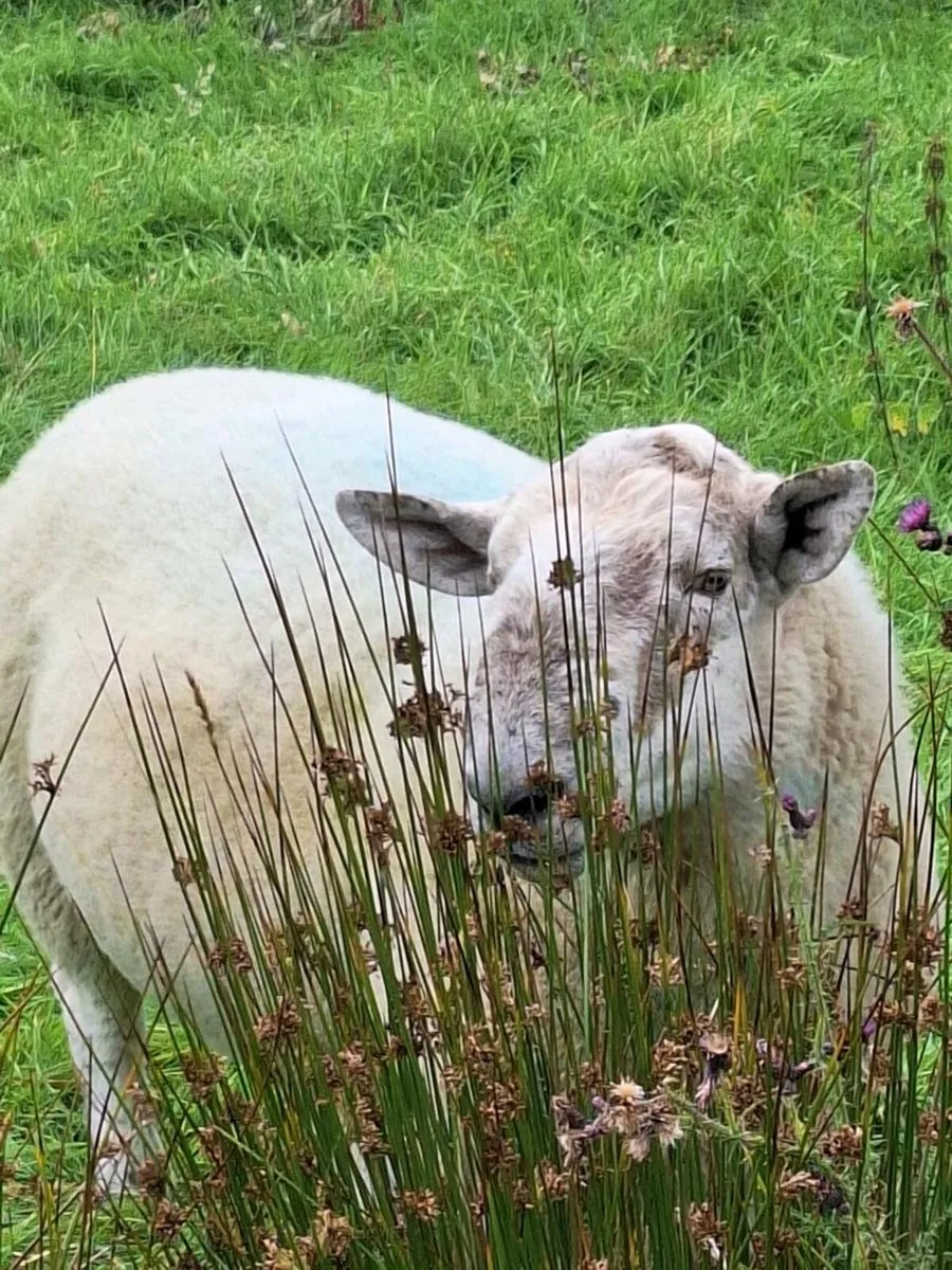 Motley faced ram - Image 1