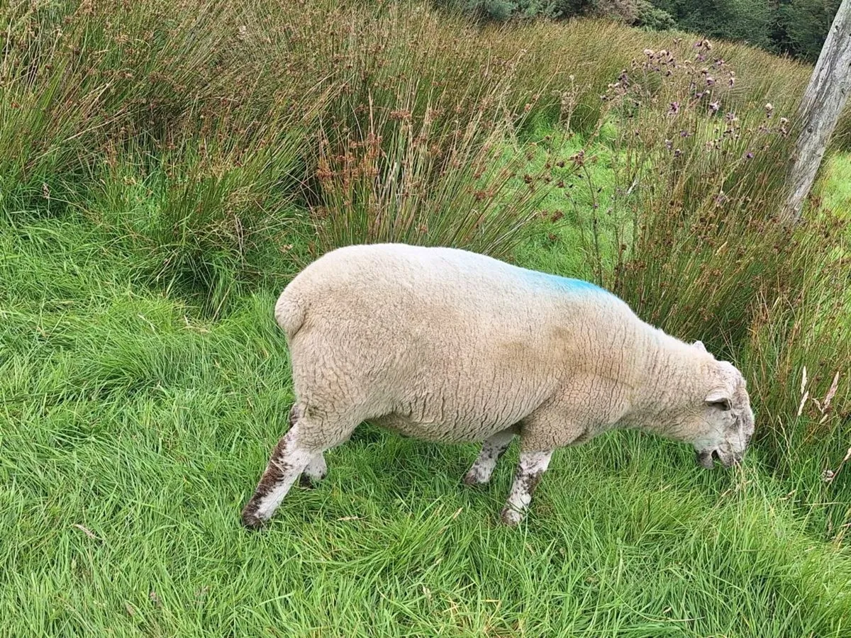 Motley faced ram - Image 2