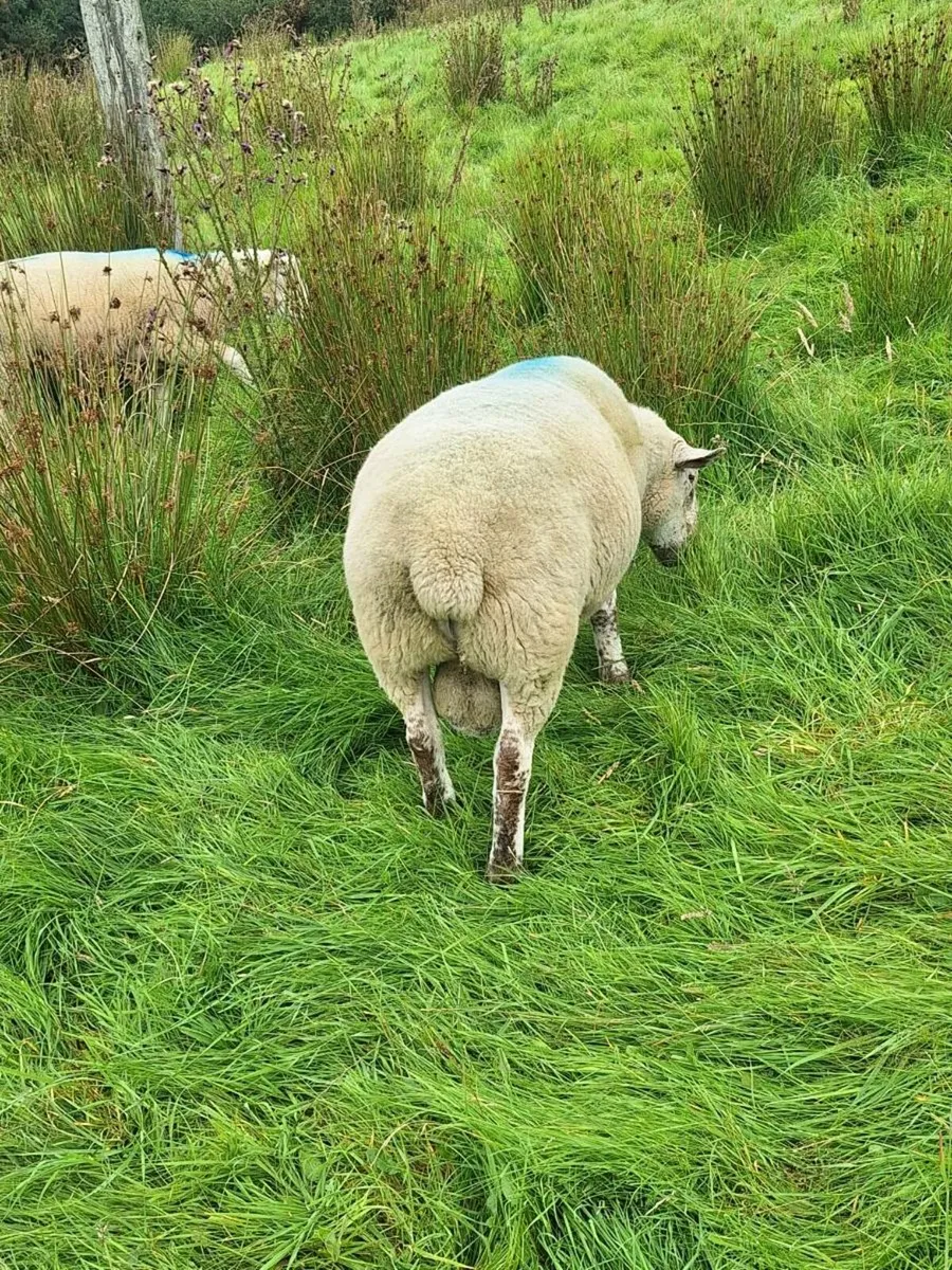 Motley faced ram - Image 3