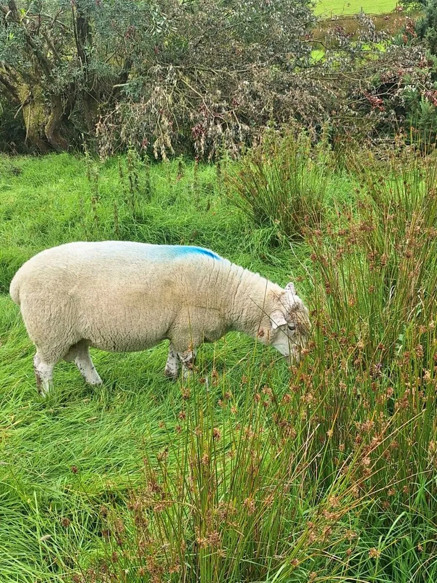 Motley faced ram - Image 4