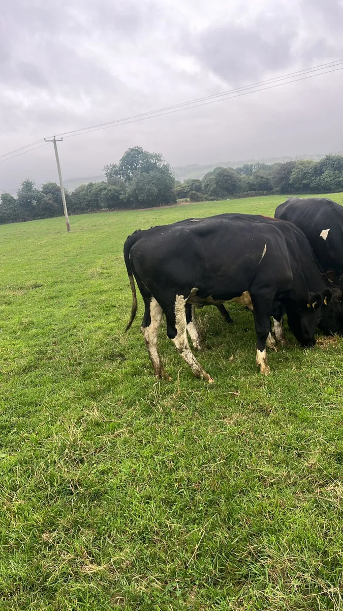 Friasian heifers - Image 1