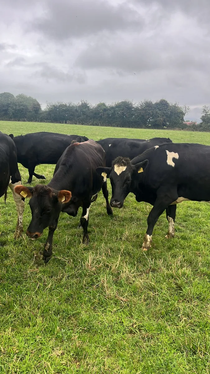 Friasian heifers - Image 2