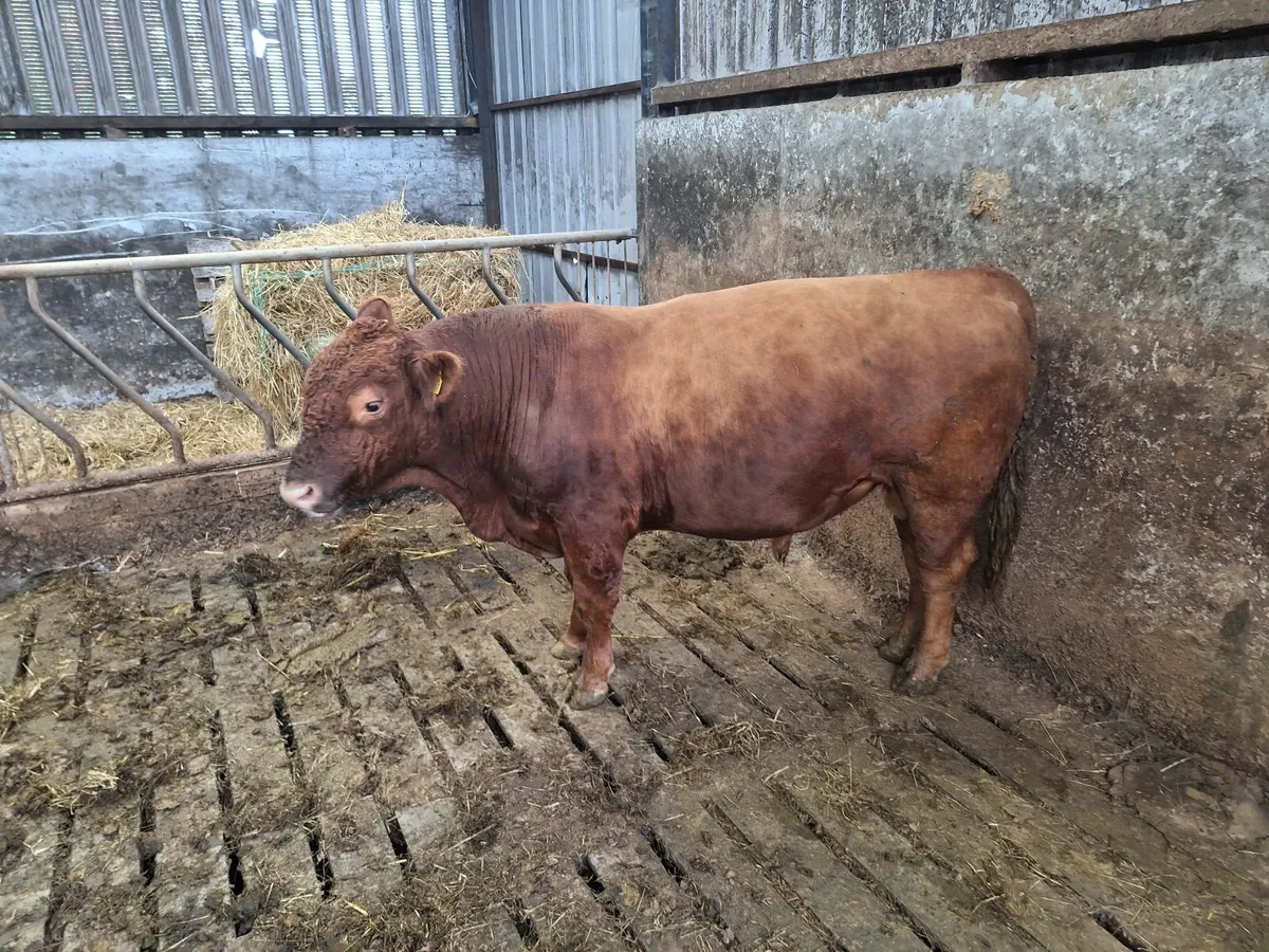 PB Angus bulls - Image 1