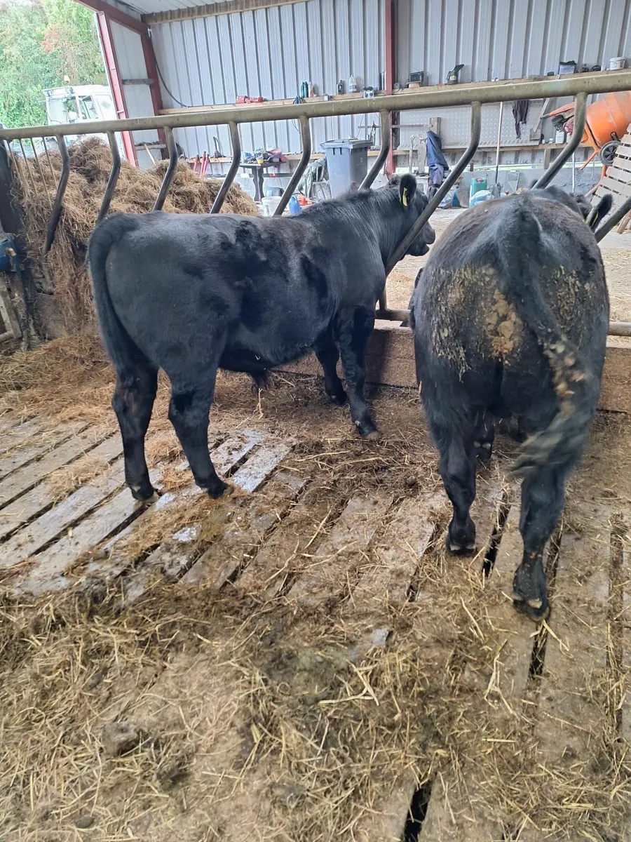PB Angus bulls - Image 2