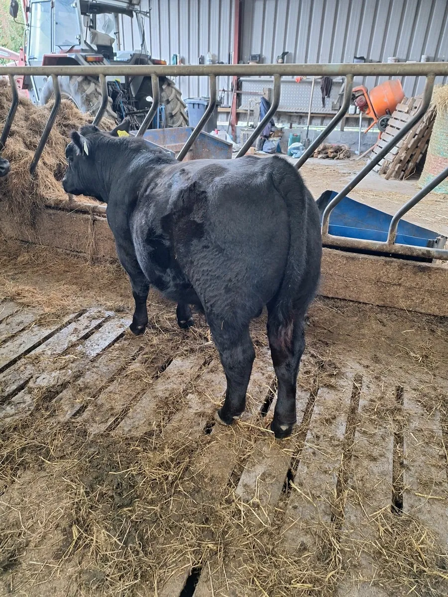 PB Angus bulls - Image 4