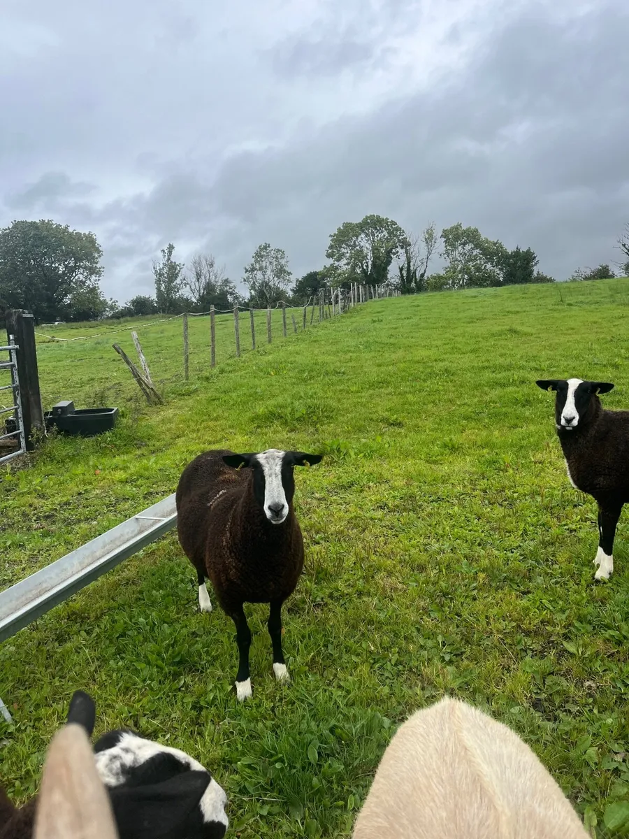 4 fb swartible s nr hoggets and ram lamb pb not re - Image 1