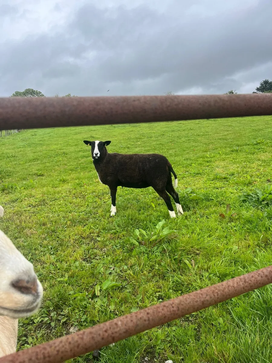 4 fb swartible s nr hoggets and ram lamb pb not re - Image 2