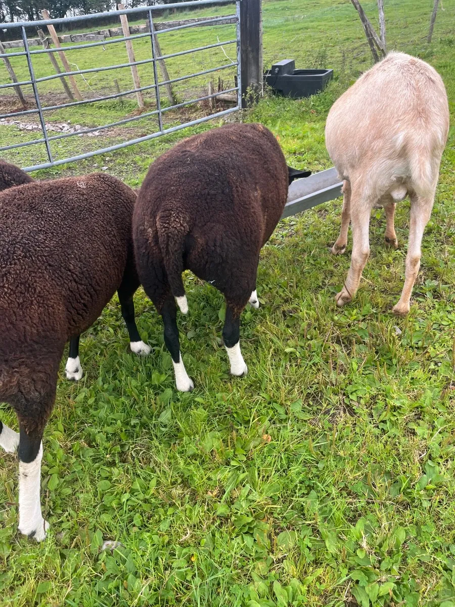 4 fb swartible s nr hoggets and ram lamb pb not re - Image 3