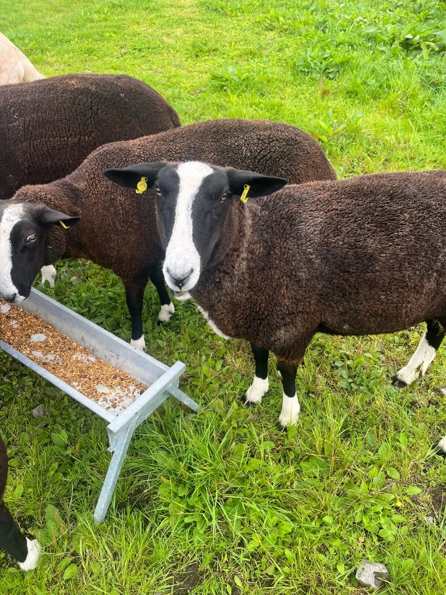 4 fb swartible s nr hoggets and ram lamb pb not re - Image 4