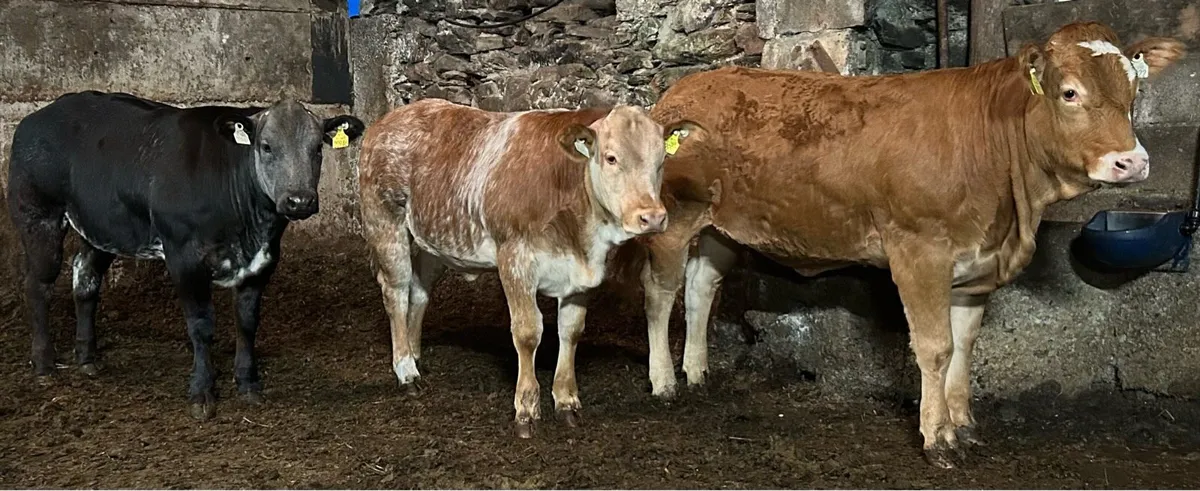 Breeding Heifers Gortatlea 27/08 - Image 1