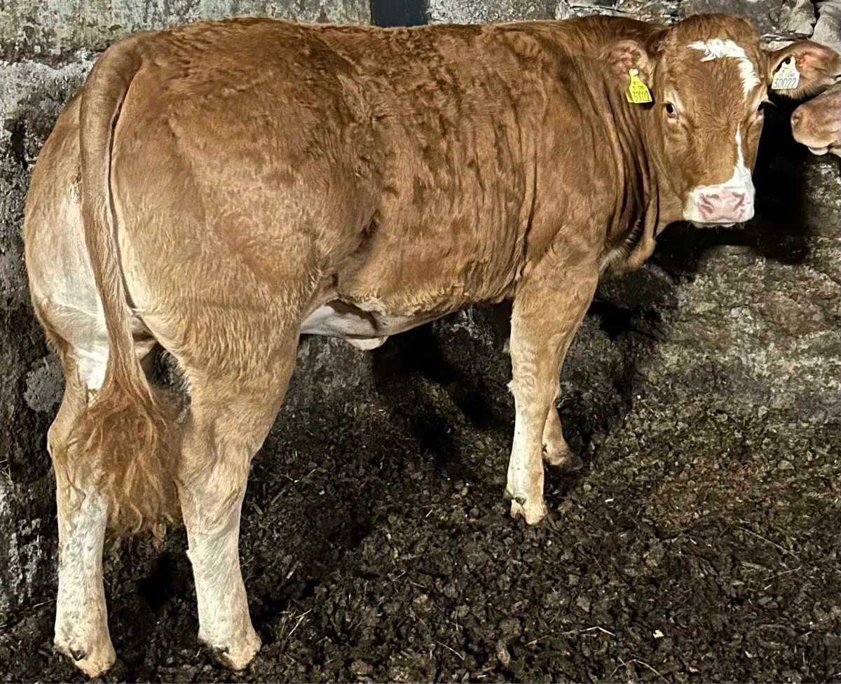 Breeding Heifers Gortatlea 27/08 - Image 2