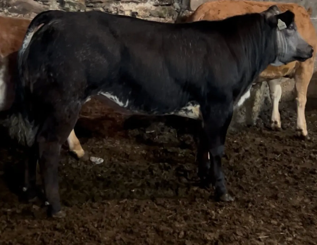 Breeding Heifers Gortatlea 27/08 - Image 3
