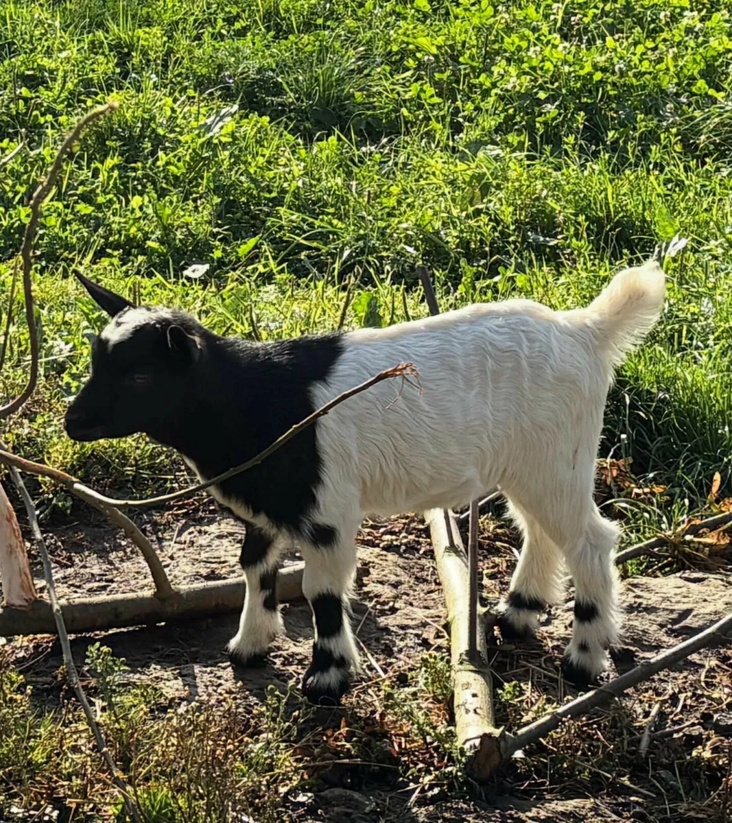 Pygmy goats - Image 1