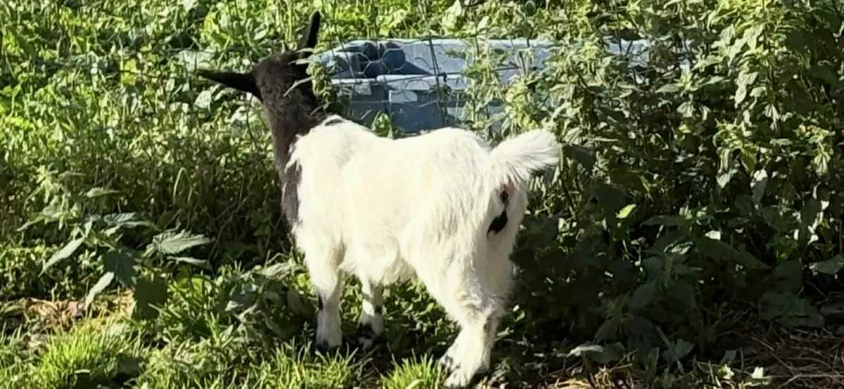 Pygmy goats - Image 2