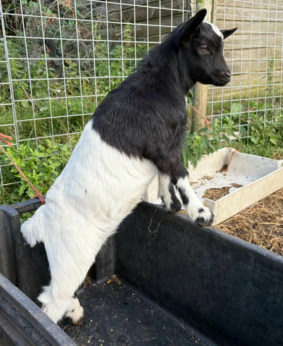 Pygmy goats - Image 3
