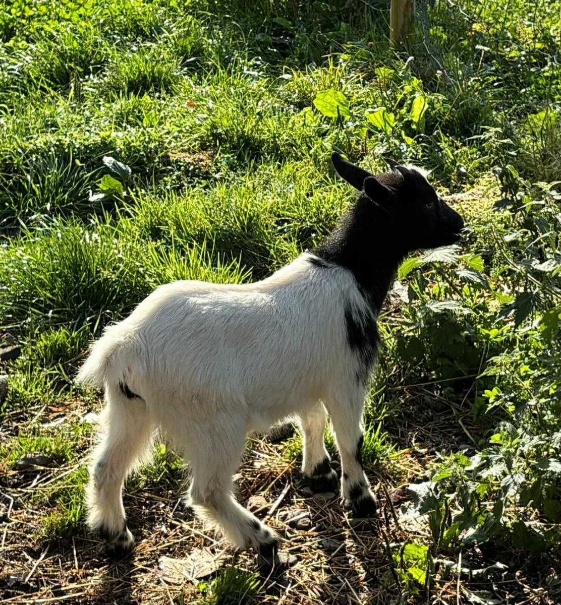 Pygmy goats - Image 4