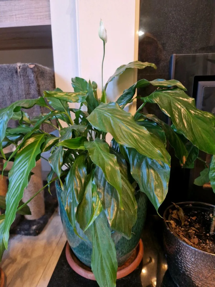 Plants - Image 1
