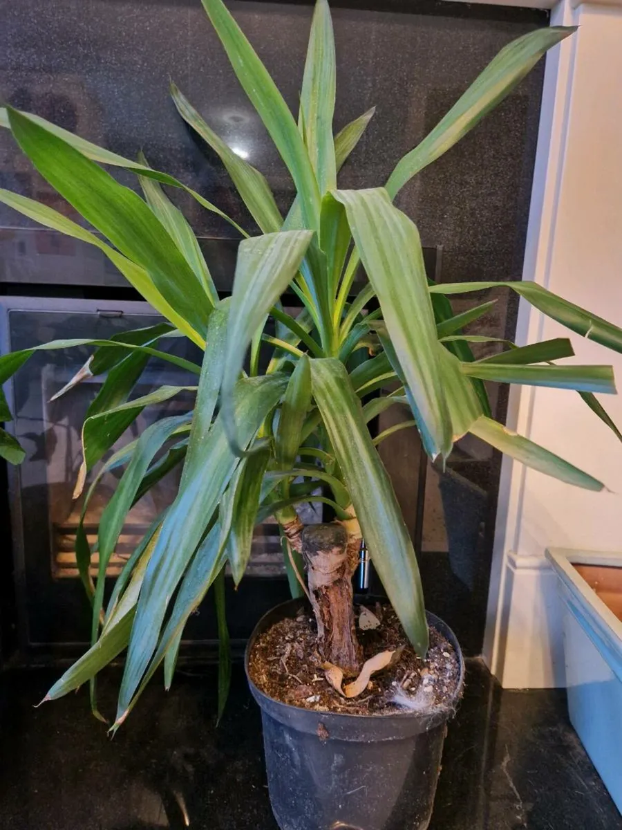 Plants - Image 2