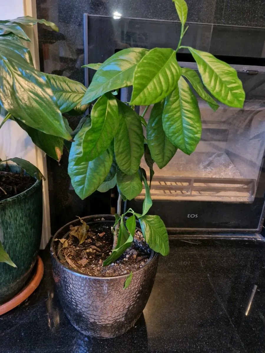 Plants - Image 3