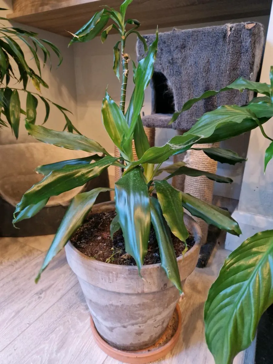 Plants - Image 4