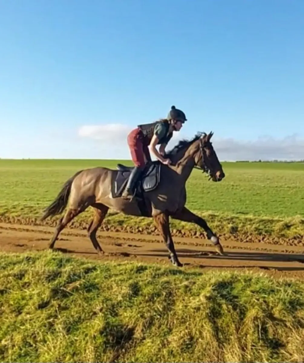Horse - Image 2