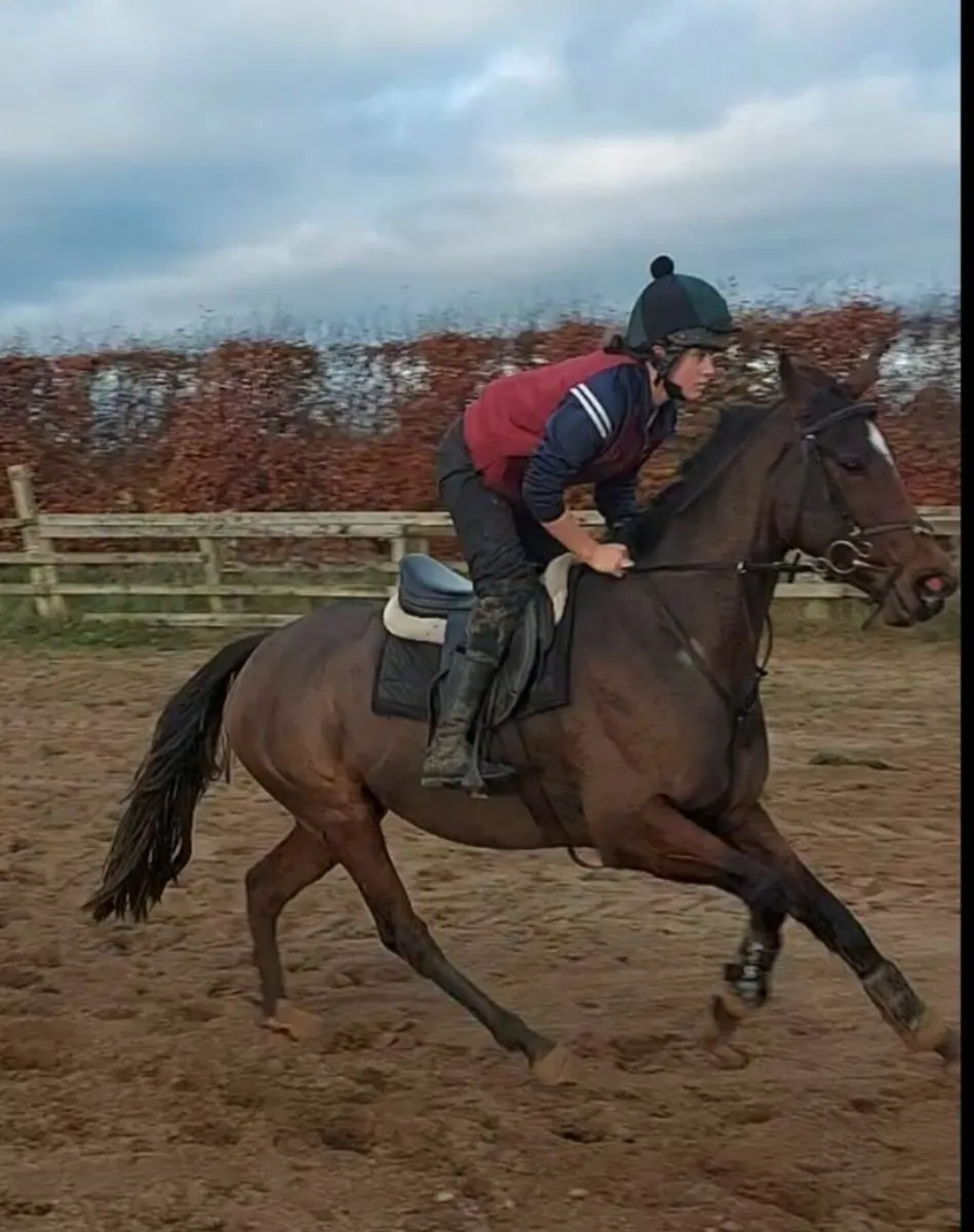 Horse - Image 4