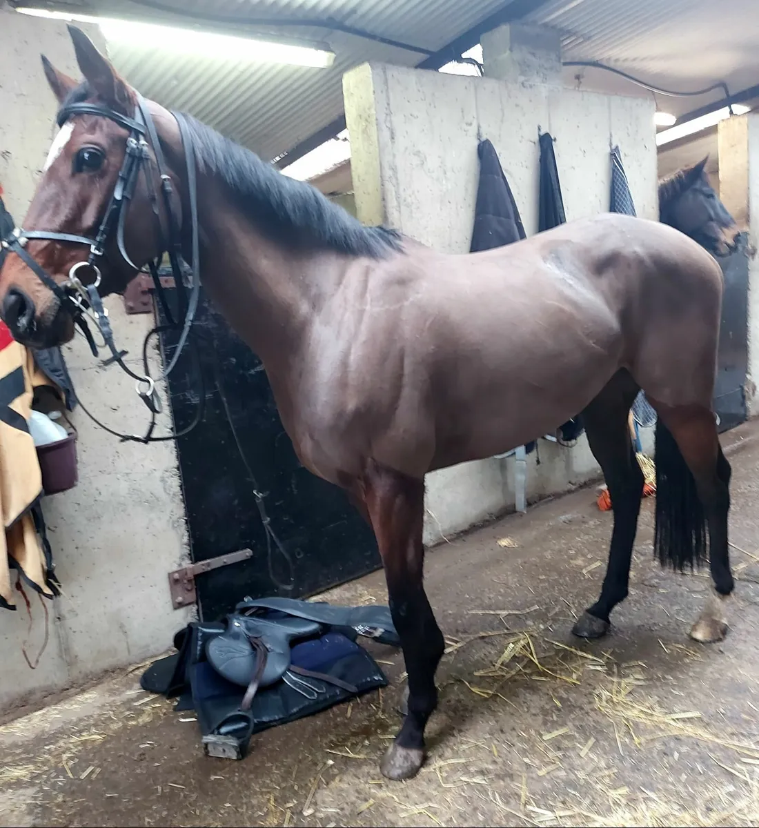 Horse - Image 1